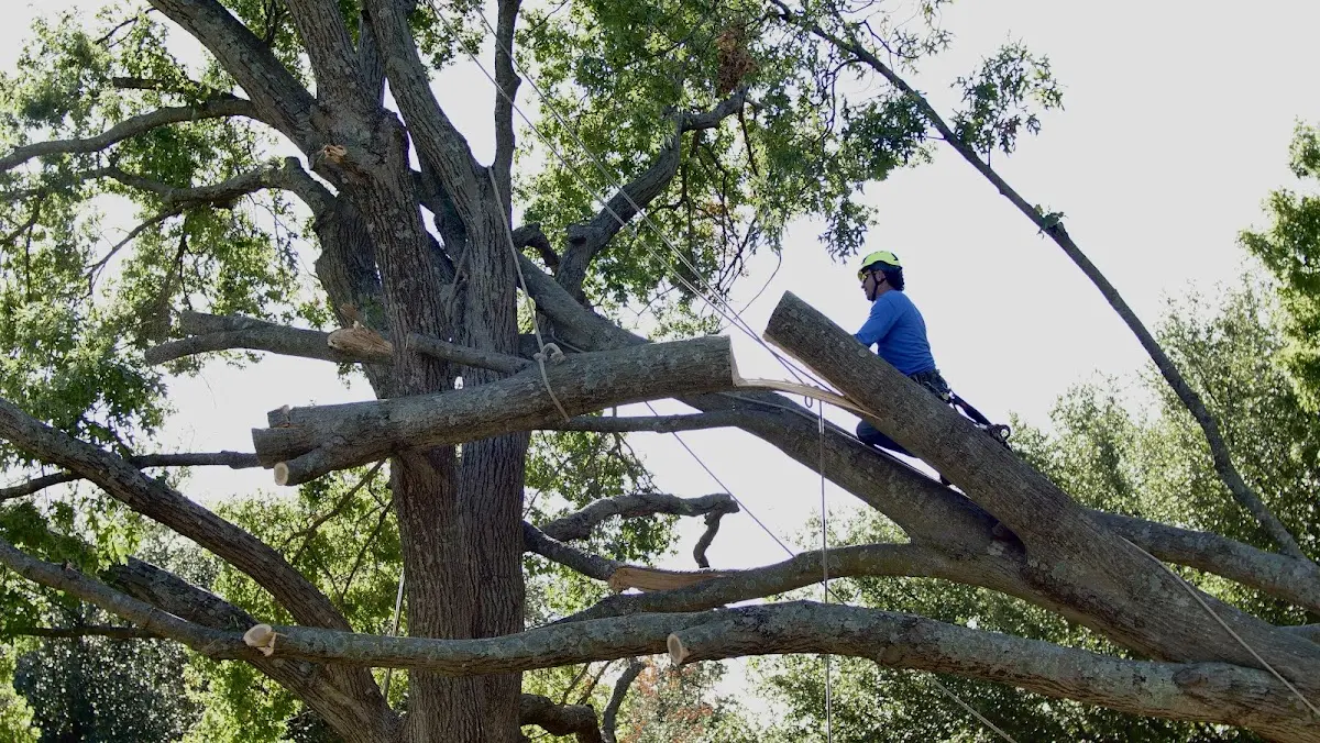 Professional Crown Thinning performed by certified arborists in Spangle
